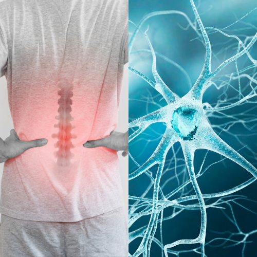 Your Muscles Are Not Causing You Pain